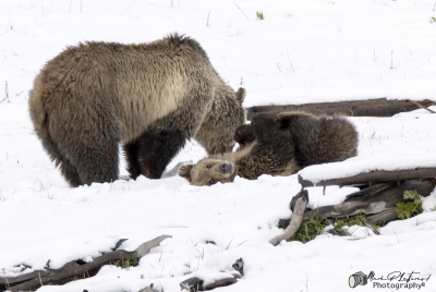 Snow and Cub May 2025
